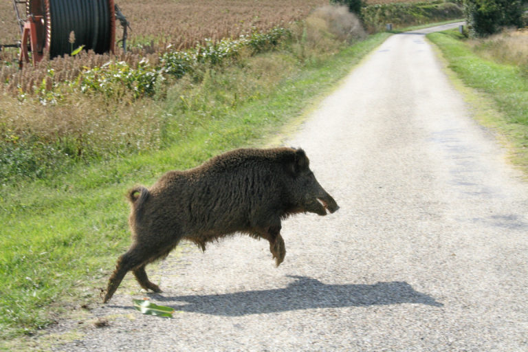 cinghiale