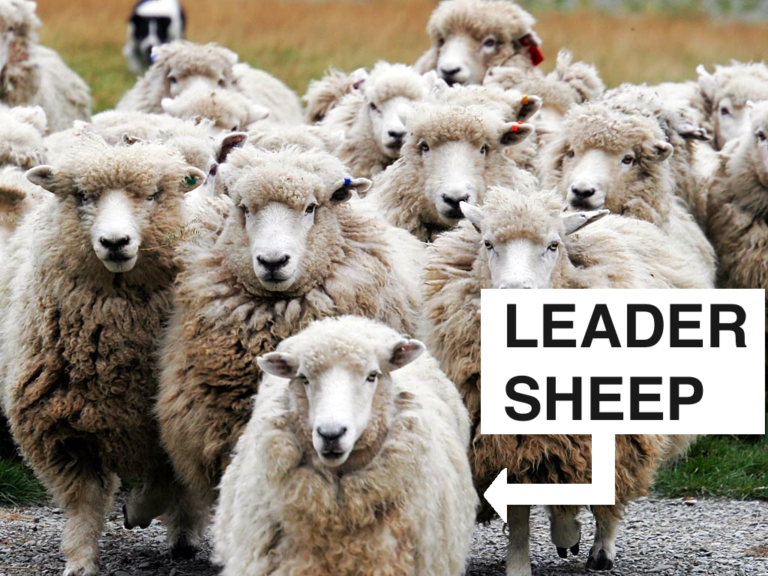 leader pecorone