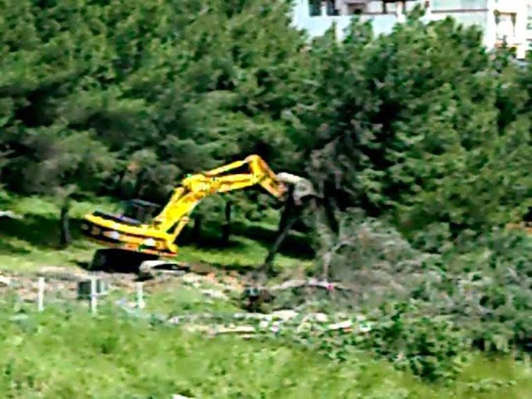 lavori pineta