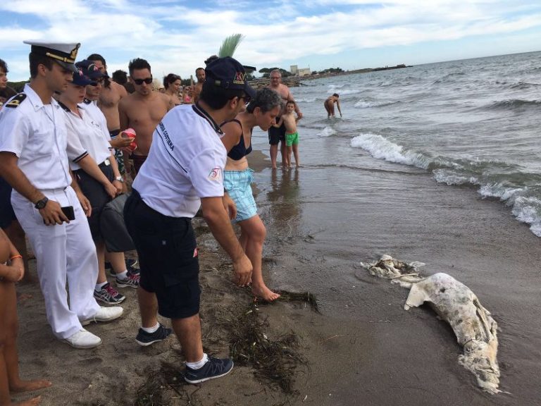 delfino spiaggiato tarquinia