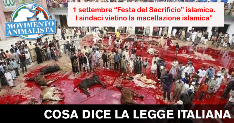festa-del-sacrificio-sgozzamento