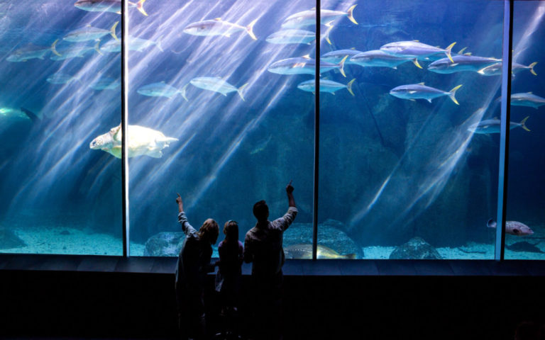 clax-italia_acquario-1080x675