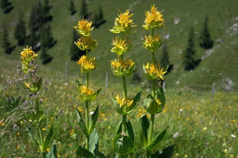 genziana-fiori-gialli-800x533