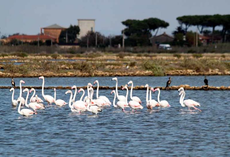 Saline-di-Tarquinia