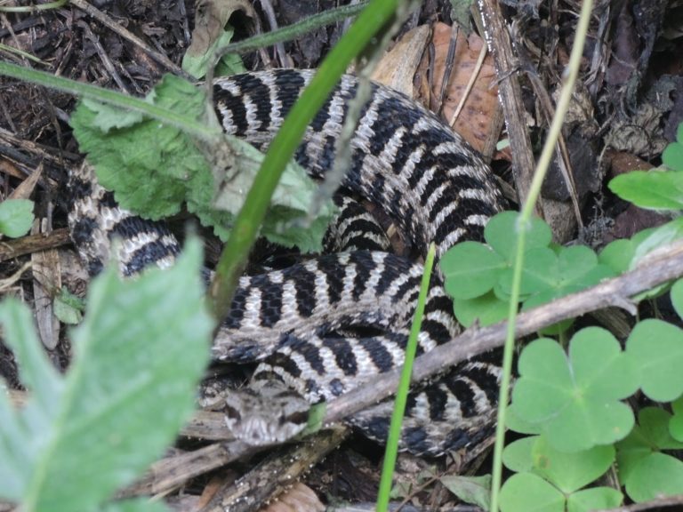 vipera