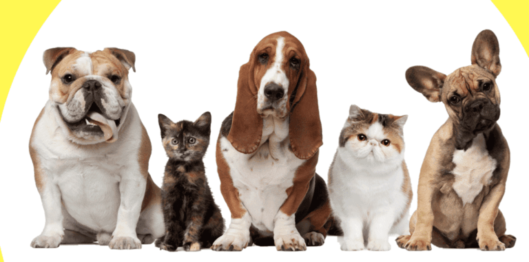animali