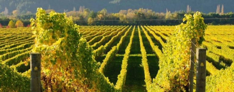 vigneti