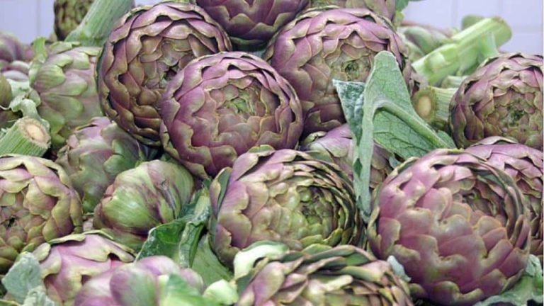 carciofi