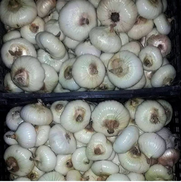cipolla nepesina