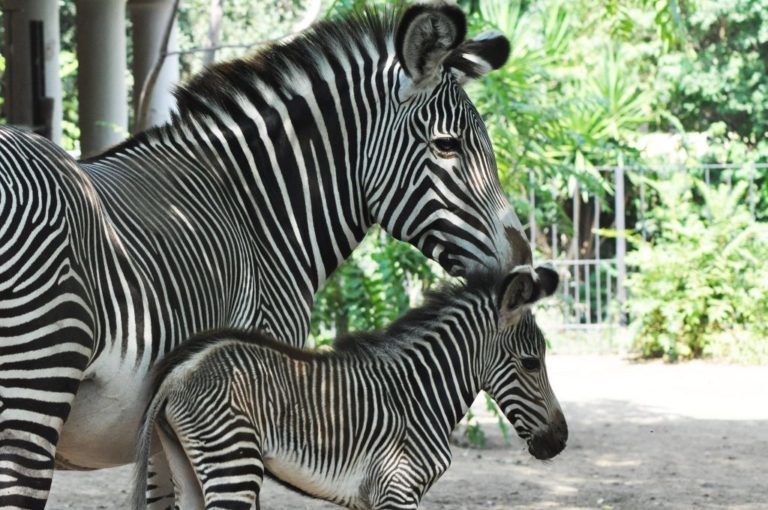 zebra