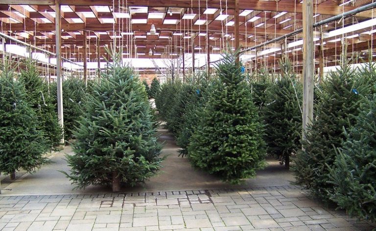 christmas-18523_1280-780x480