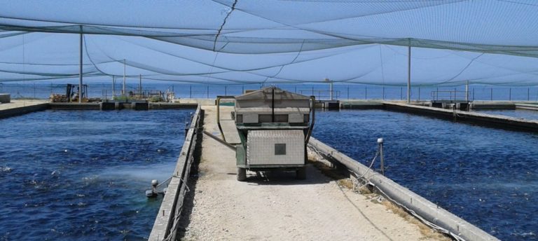 civita-ittica-pescicoltura-Civitavecchia