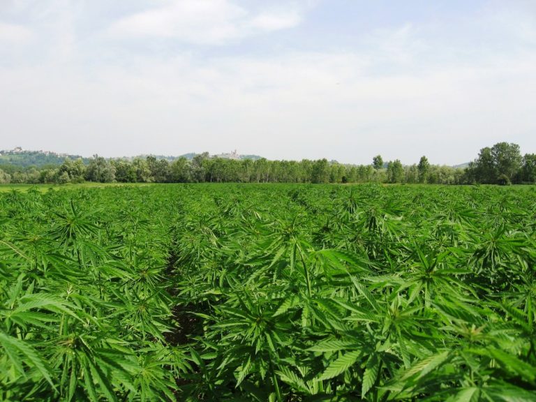 Campo-Canapa-1