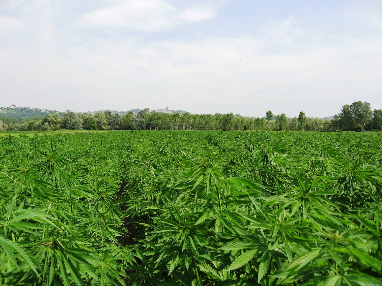 Campo-Canapa-1
