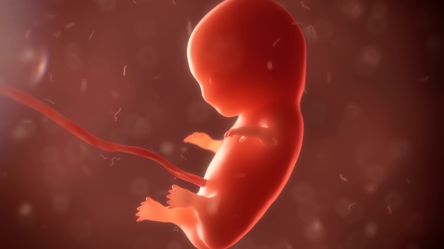 embryo phase of born 3d render