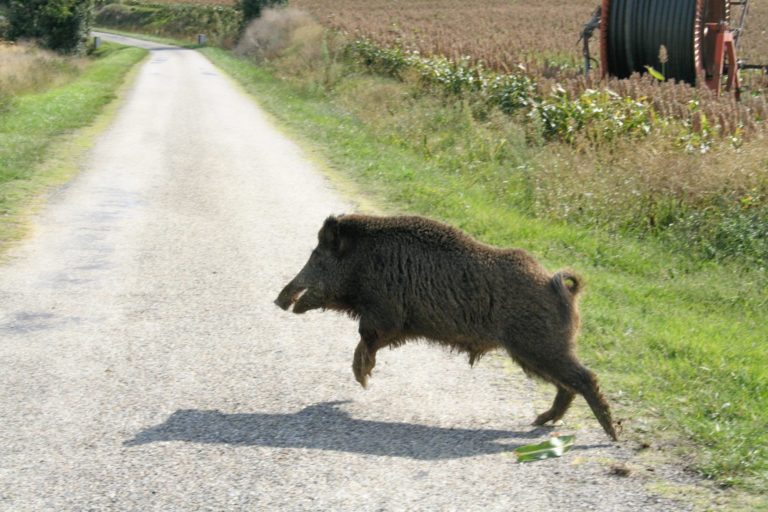 cinghiale