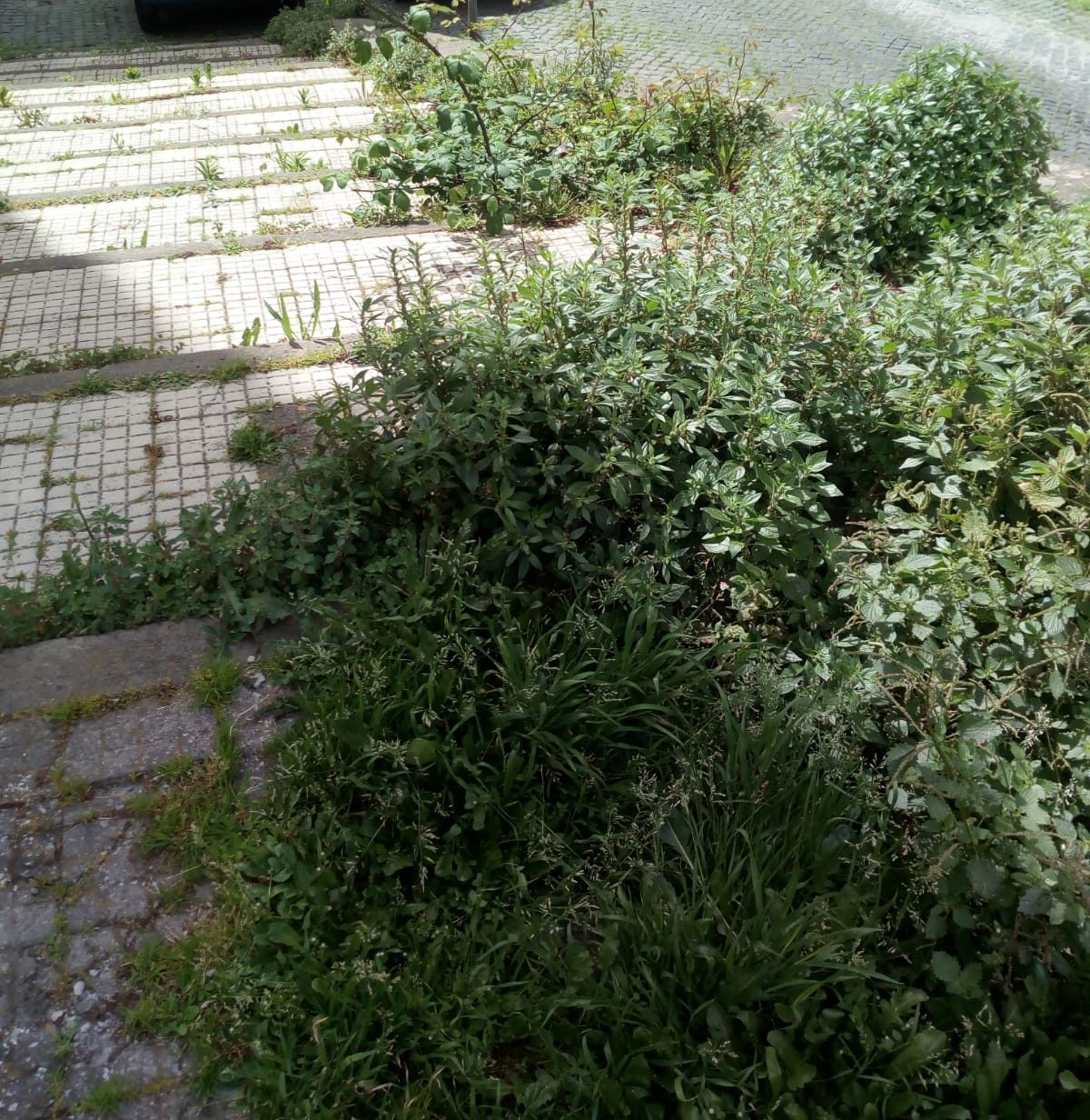 erba6