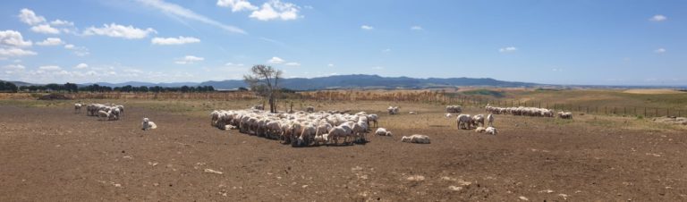 foto Terre della Farnesiana di Tarquinia