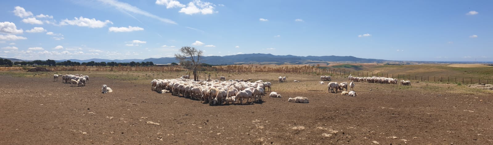 foto Terre della Farnesiana di Tarquinia