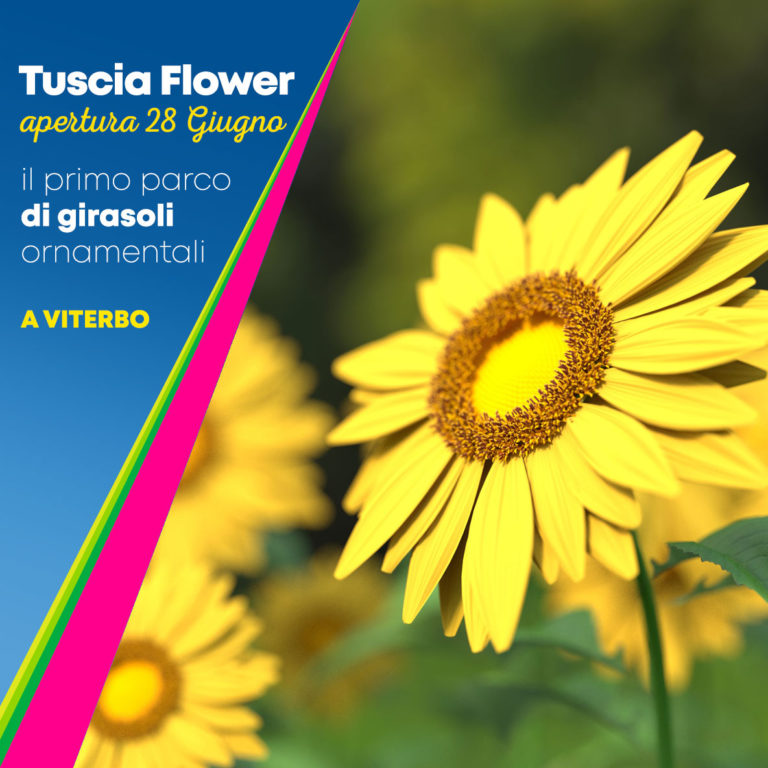 girasoli