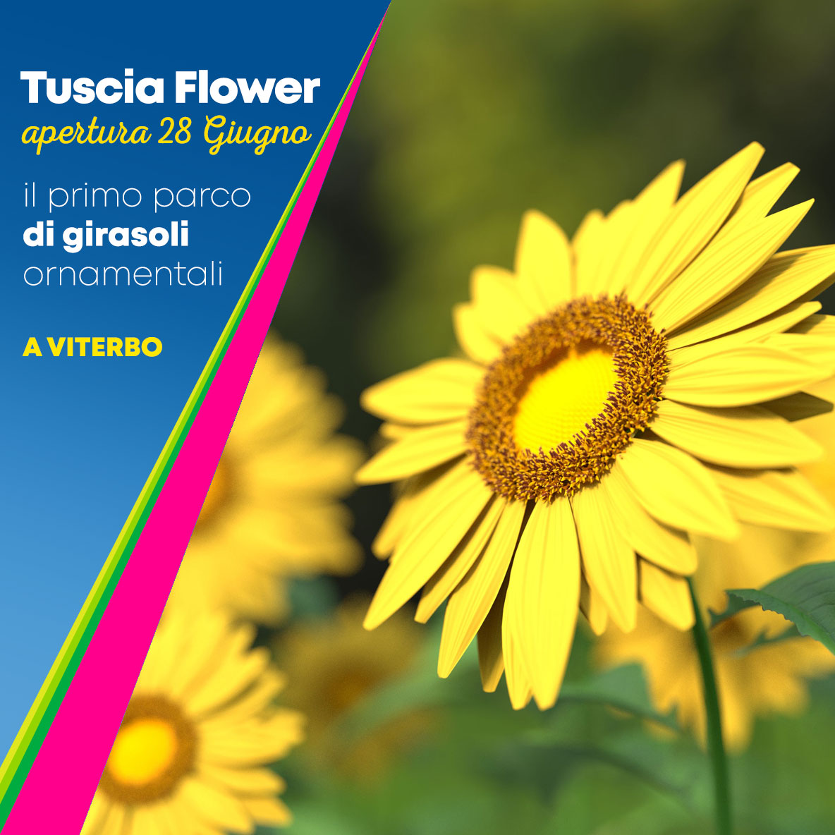 girasoli