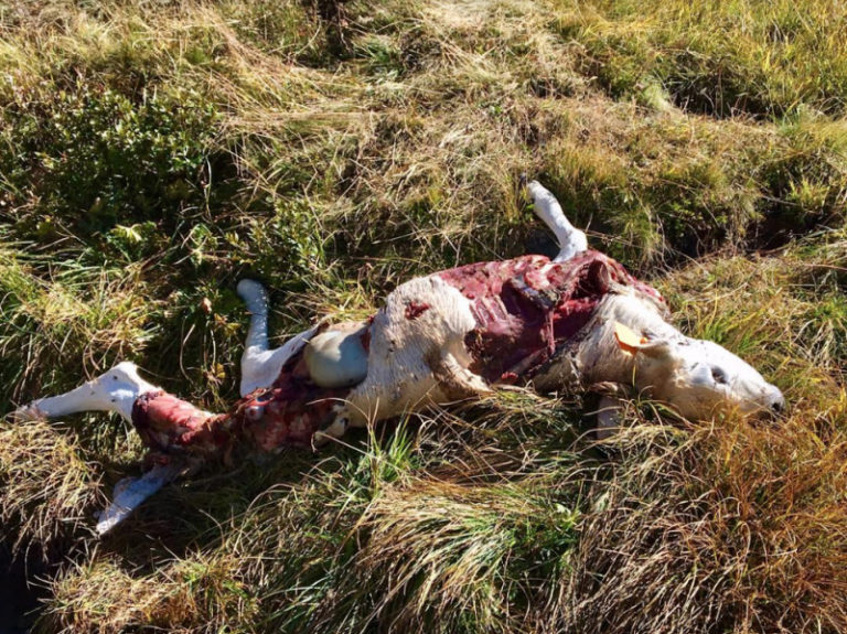 lupi attacco gregge