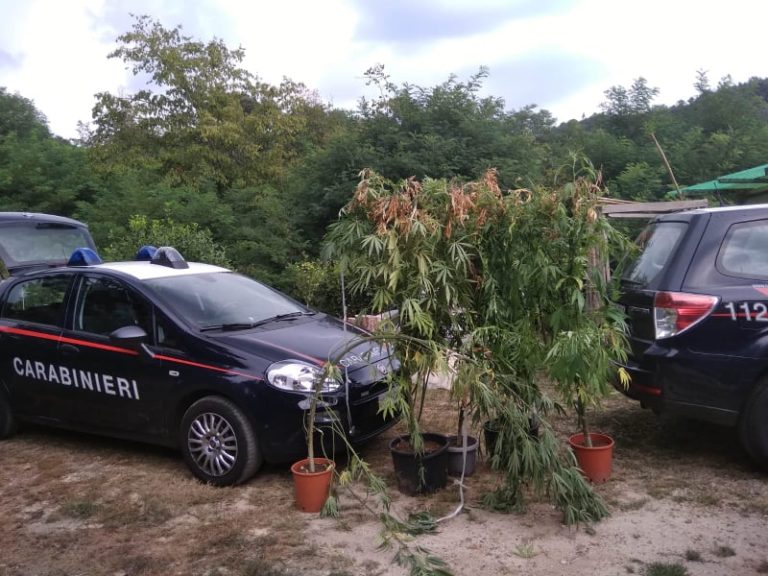 piante sequestrate marijuana