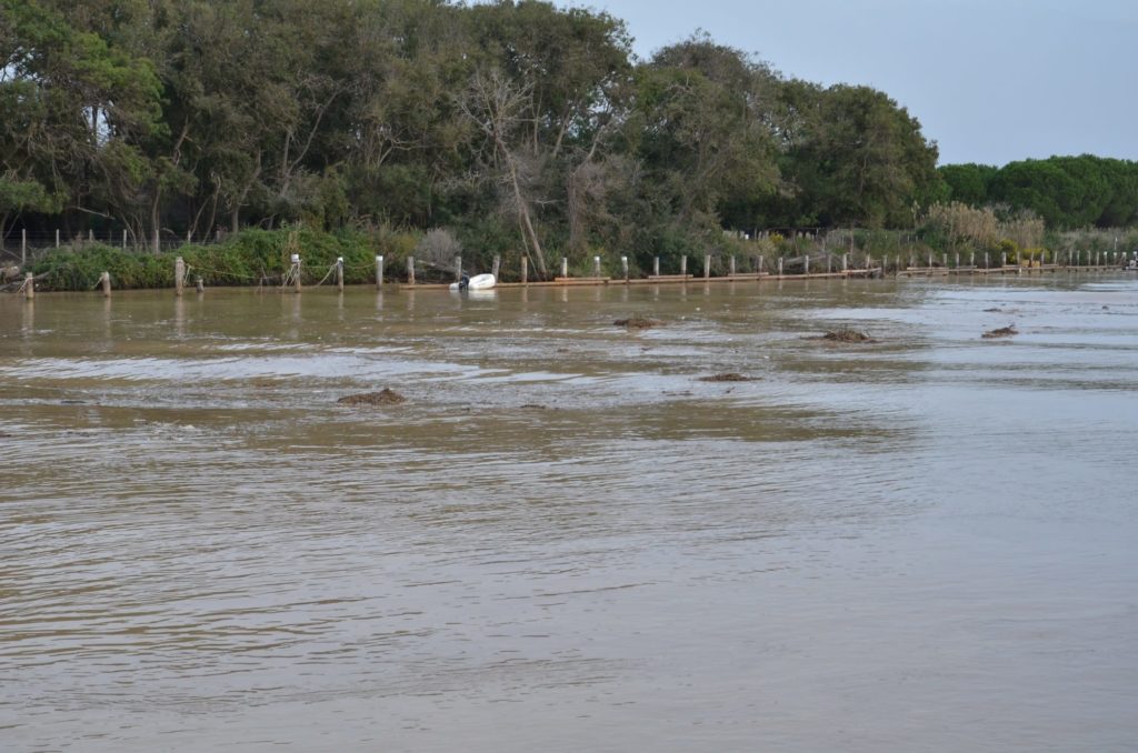Montalto di Castro Arginatura Fiume Fiora, Benni 
