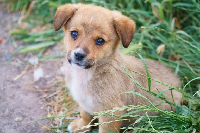 -come-accogliere-un-cucciolo-abbandonato-cgek