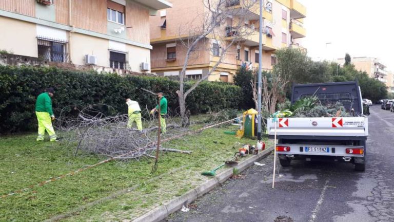 verde-civitavecchia-csp-giardinieri