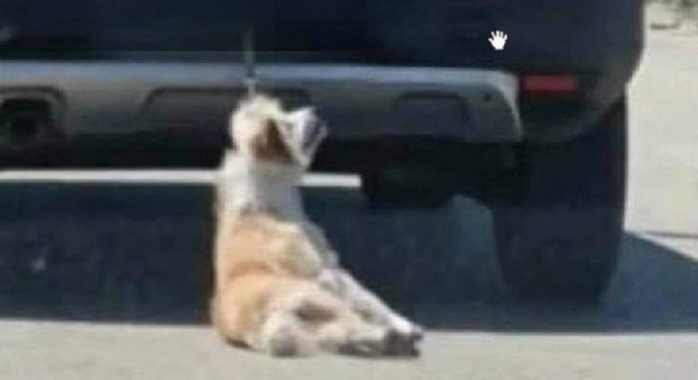 cane trascinato auto