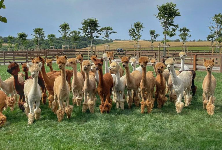 PianiAlpacaAllevamento