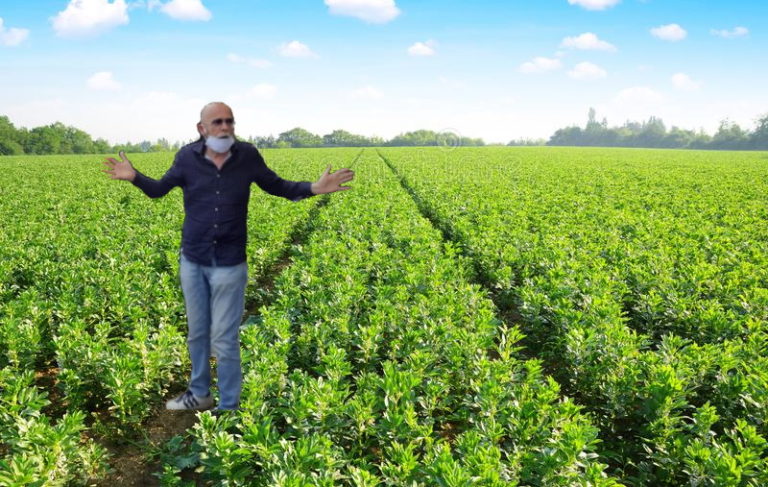 campo di fave con tedesco