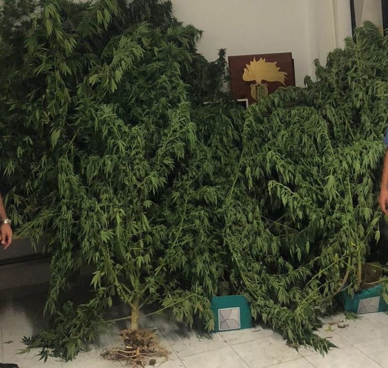 marijuana corchiano