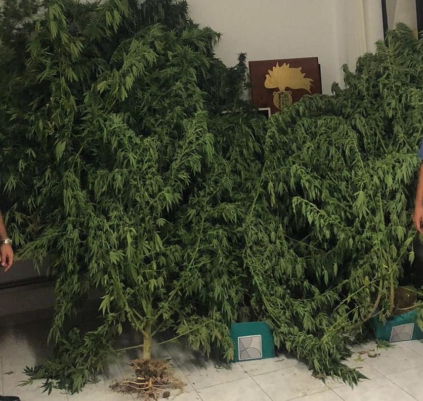 marijuana corchiano