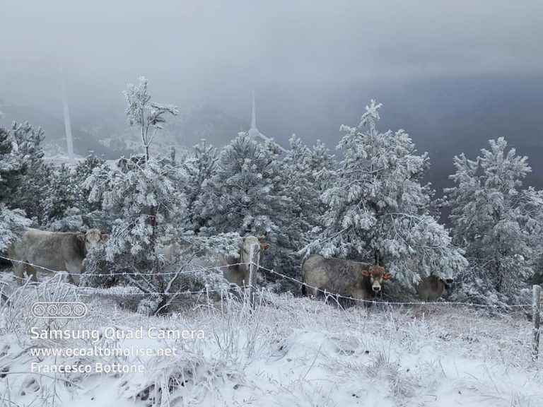 neve