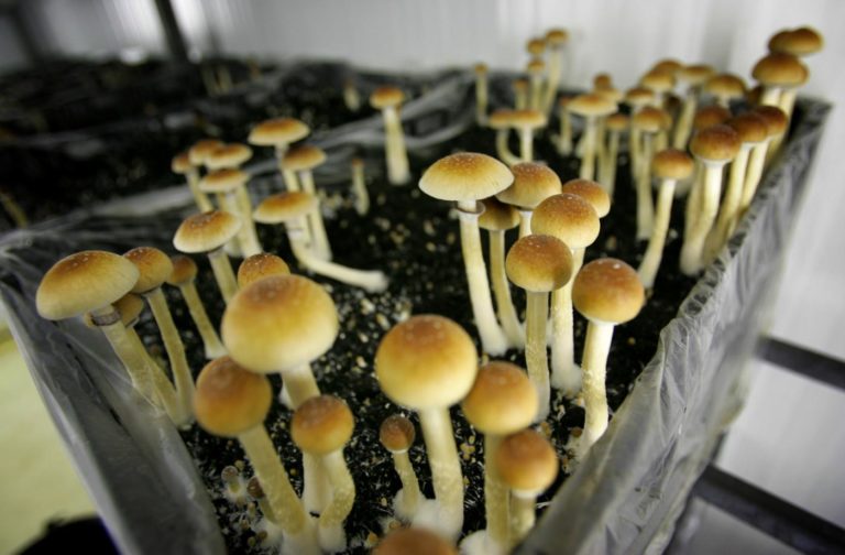 Funghi-allucinogeni-e-la-personalità-cambia