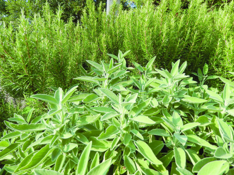 Piante-officinali.-La-rivoluzione-della-medicina-verde_articleimage