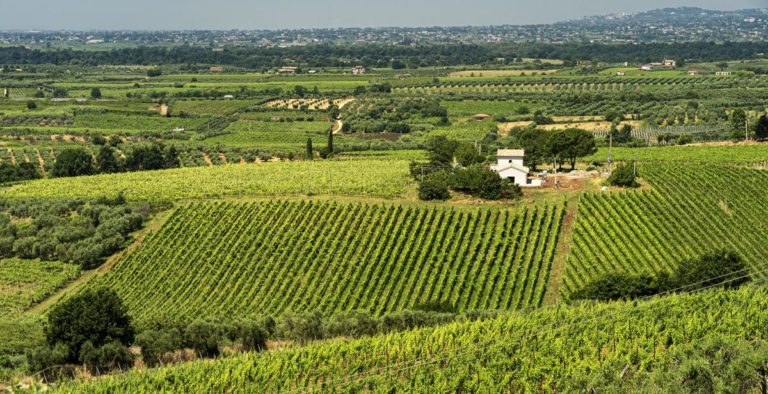 autorizzazioni-nuovi-impianti-viticoli-annualita-2022