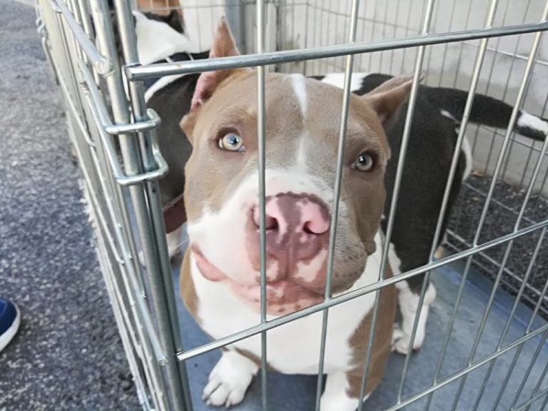 cane