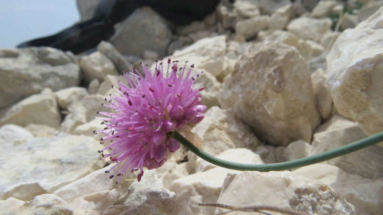 Allium ducissae nuova specie floreale