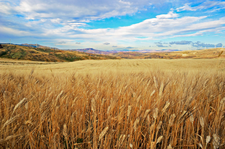 campodigrano_