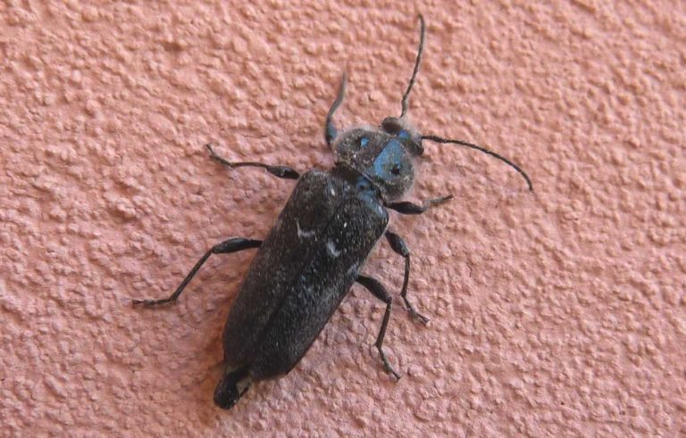 hylotrupes.JPG_20127210914_hylotrupes
