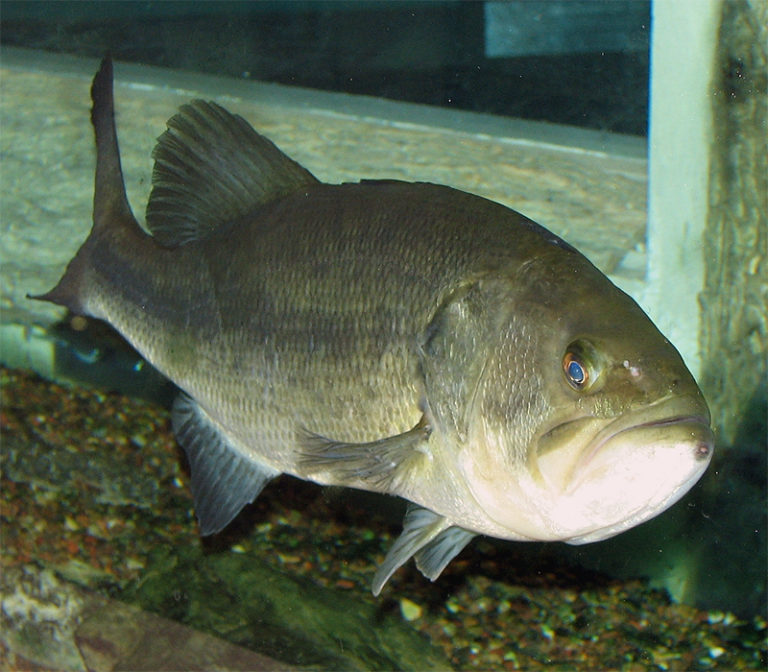 micropterus_salmoides02