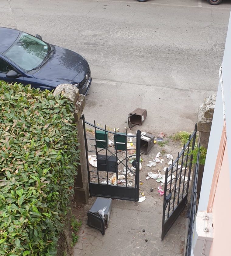 Viterbo, quartiere Cappuccini, cinghiali mangiano rifiuti dai cassonetti