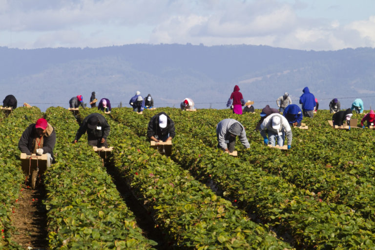 Migrant Farm Workers in Strawberry fields