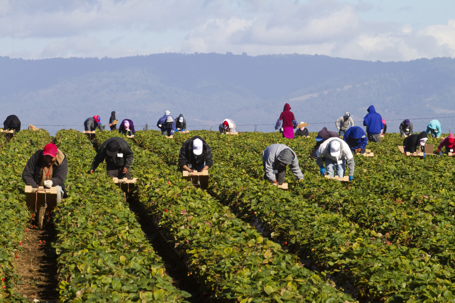 Migrant Farm Workers in Strawberry fields