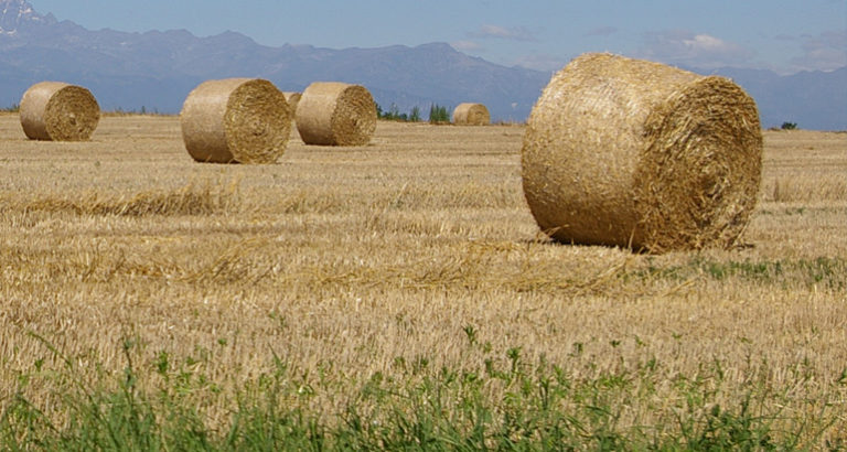 foraggi