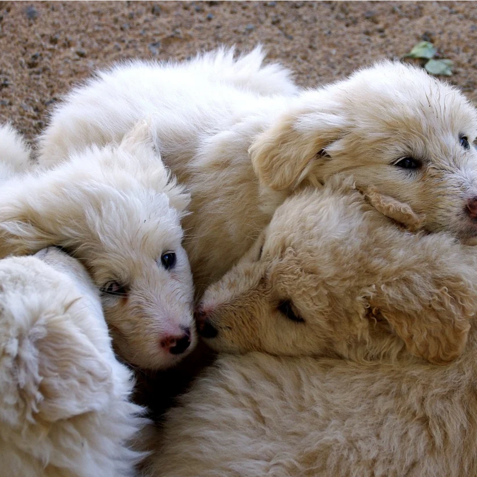 cuccioli maremmano