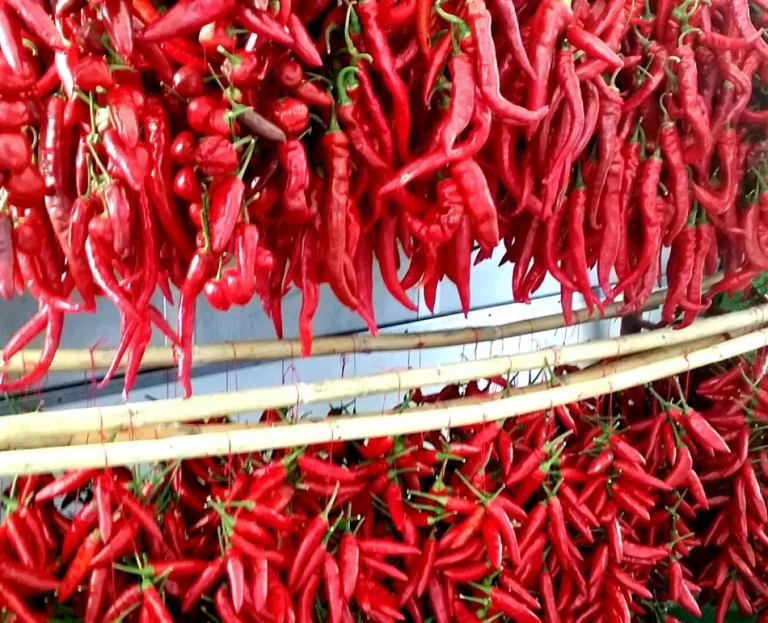 peperoncini sagra